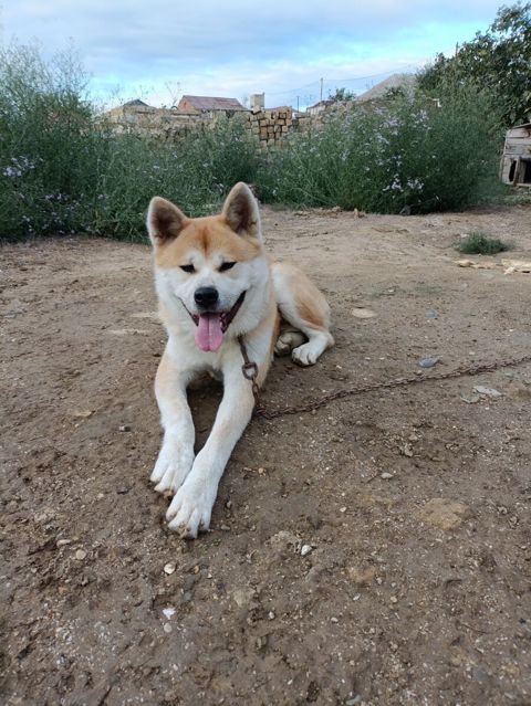 Akita-inu — Bakı