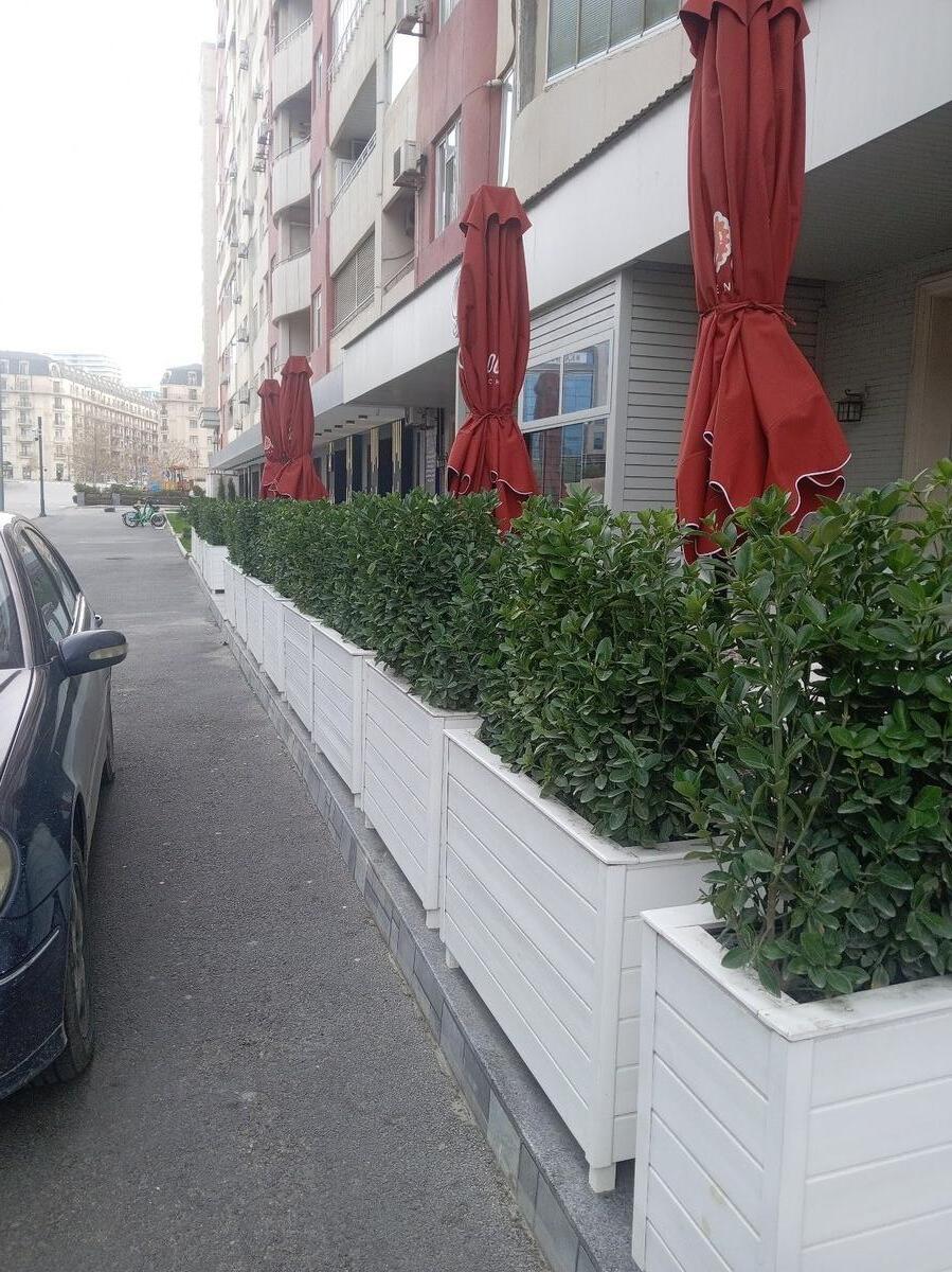Dibçəklər — Bitkilər, Bakı (2)