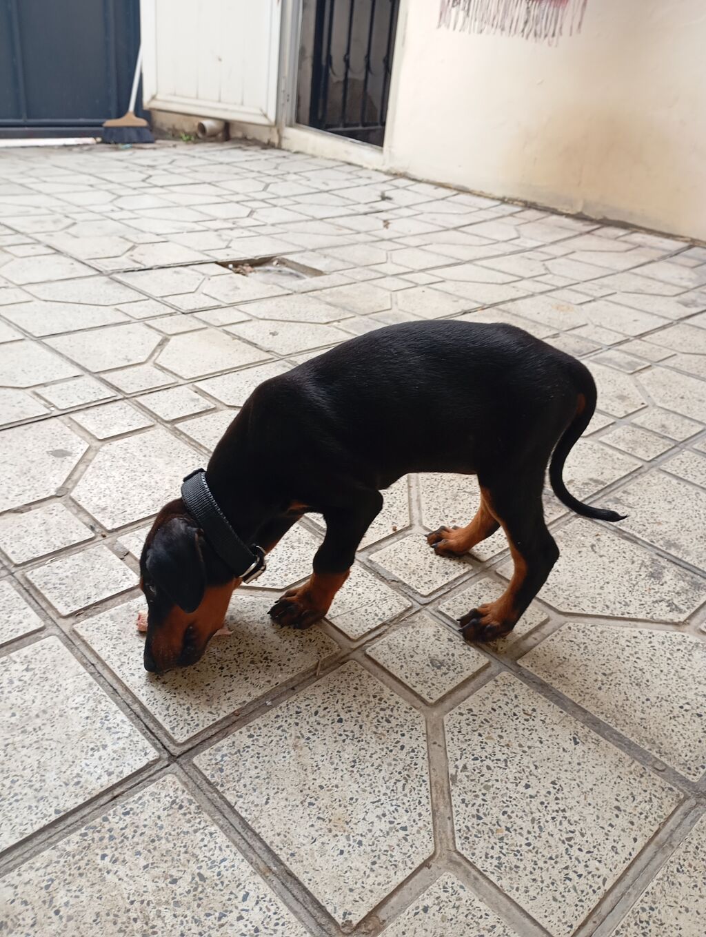Doberman, 2 ay, Dişi, Ünvandan götürmə — Köpəklər, Bakı (2)