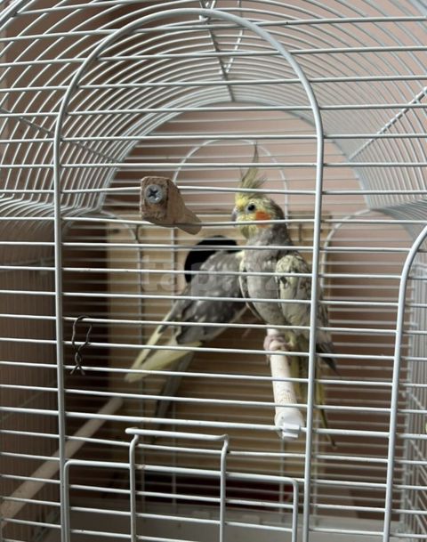 Nimfa (Cockatiel) cütü – qəfəs və yuvalıqla birlikdə - Növ: Nimfa — Bakı