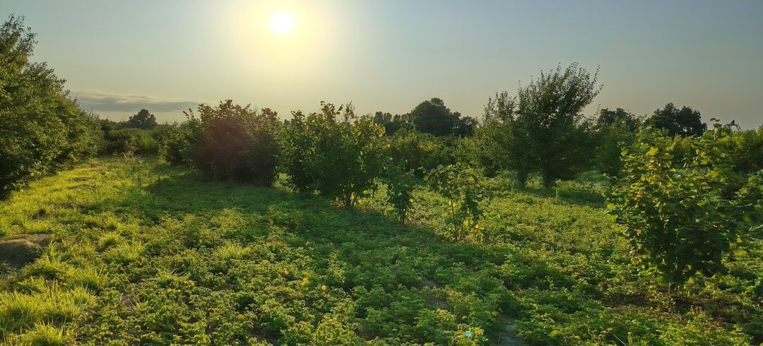 32 sot torpaq sahəsi, Xaçmaz r — Torpaq, Xaçmaz (2)