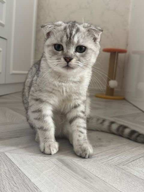 Şotland pişiyi — Bakı