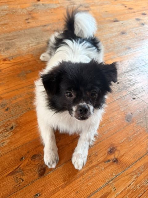 Pekines — 150 ₼ · Bakı · Köpəklər Pekines — Bakı