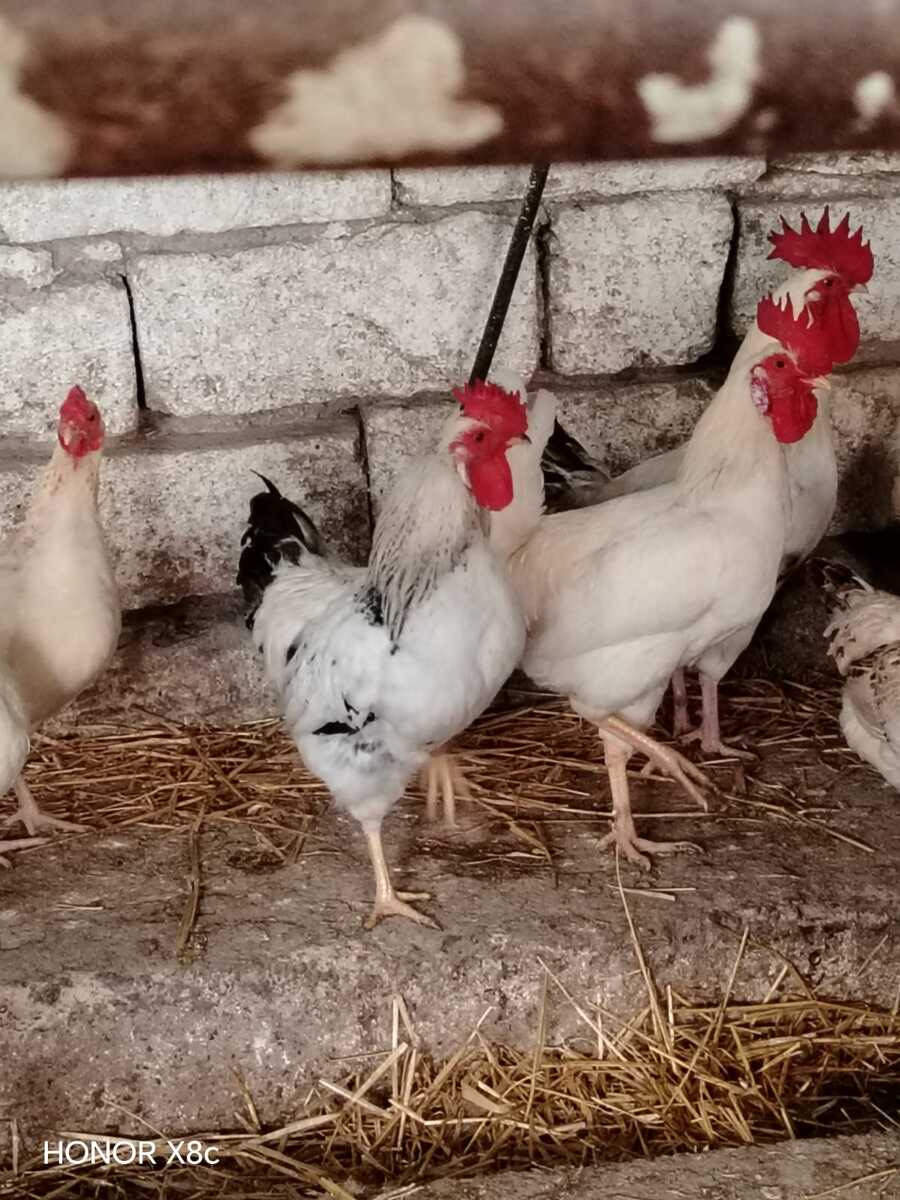 Xoruz — Quşlar, Bakı (5)