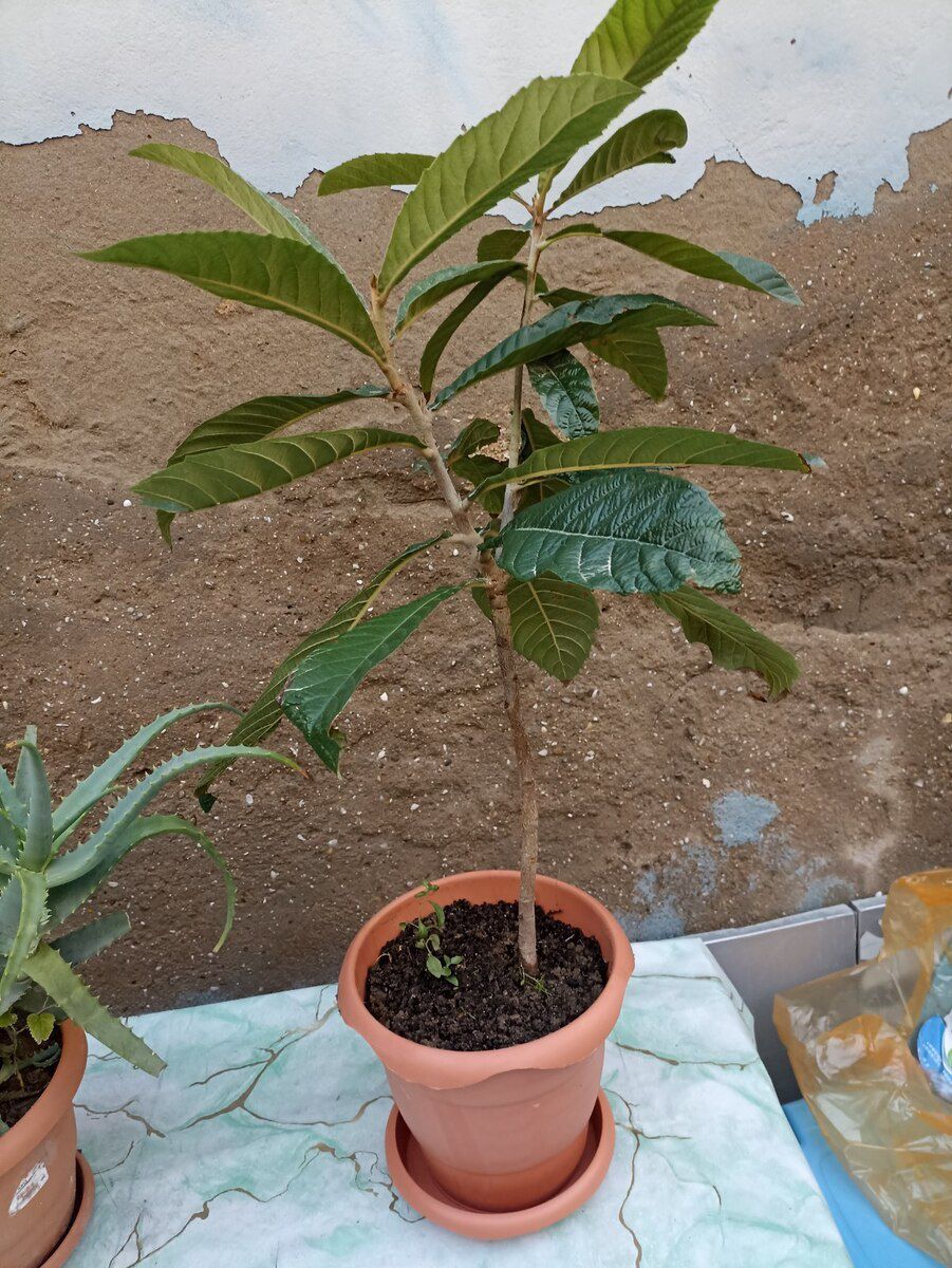 Aloe gülü — Bitkilər, Bakı (5)