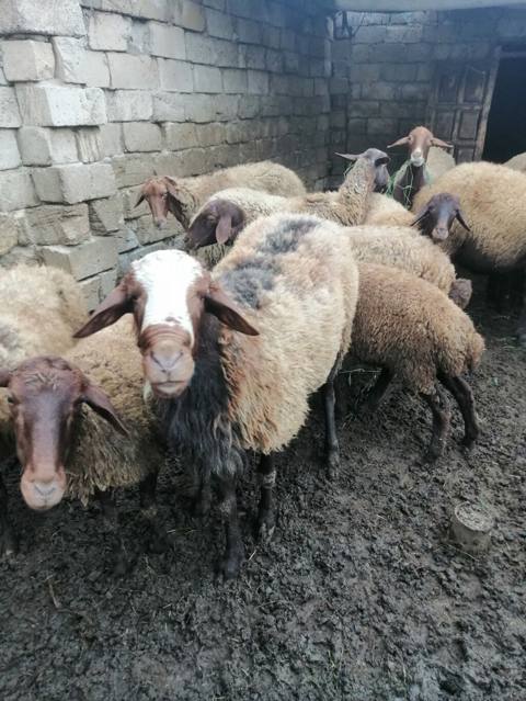 Qoç satılır 2 yaşı var qala cinsi di — 750 ₼ · Bakı, Nərimanov · Kənd təsərrüfatı heyvanları Qoç satılır 2 yaşı var qala cinsi di — Bakı