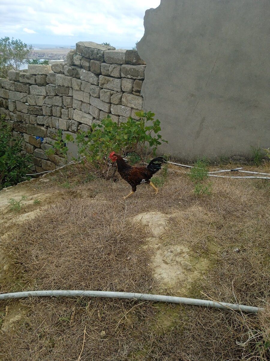 Xoruzlar — Quşlar, Bakı (2)