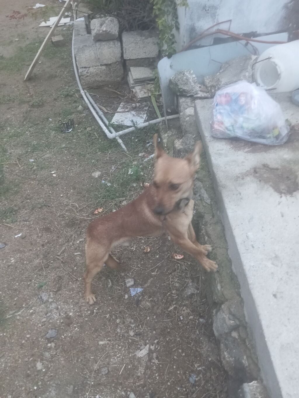2 il, Erkək, Ödənişli çatdırılma — Köpəklər, Digah (2)