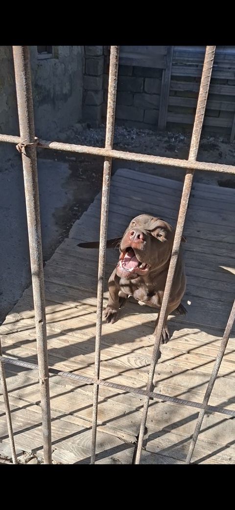 Pitbul — 270 ₼ · Bakı · Köpəklər Pitbul — Bakı