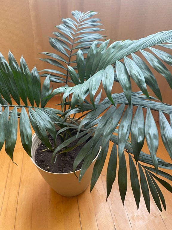 Parlor Palm - Chamedorea Elegans — Bitkilər, Bakı (3)