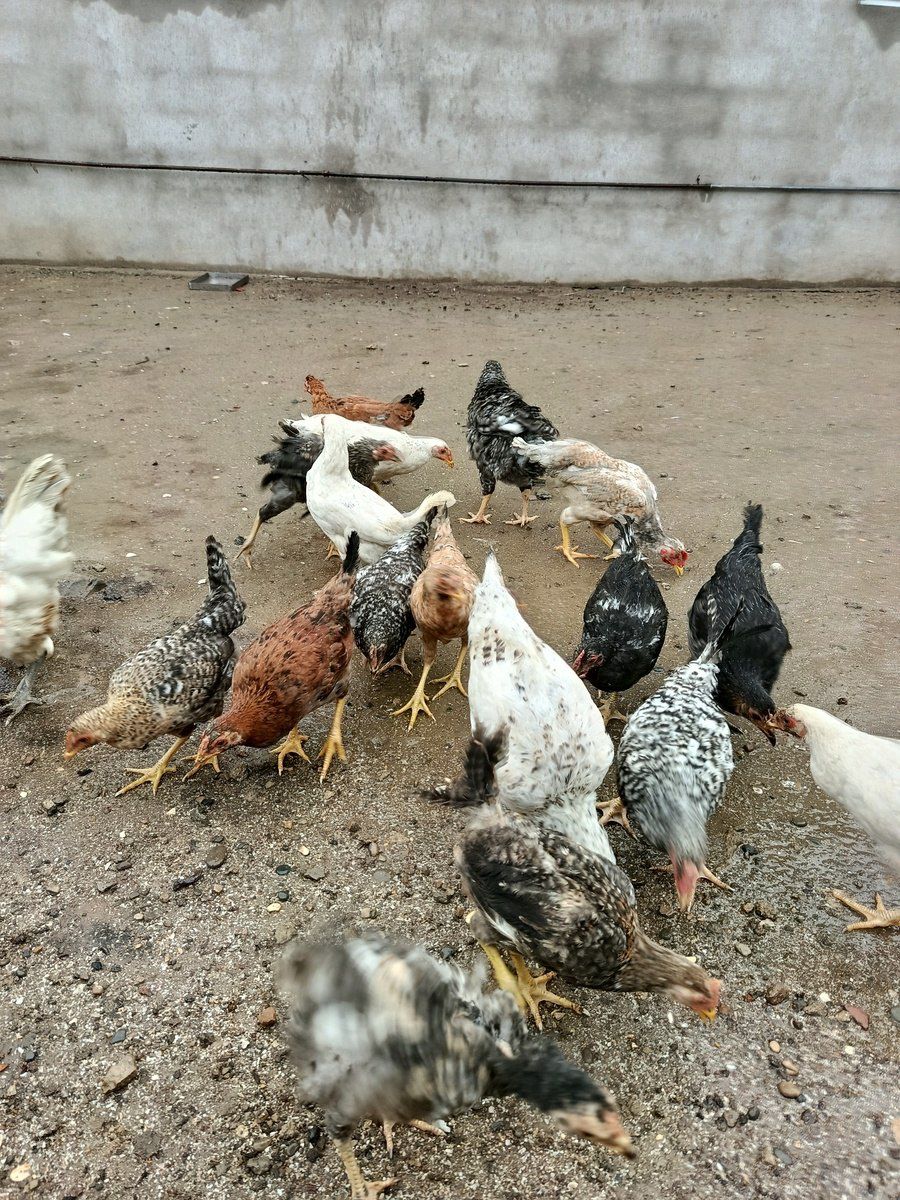 Fərələr — Quşlar, Bakı