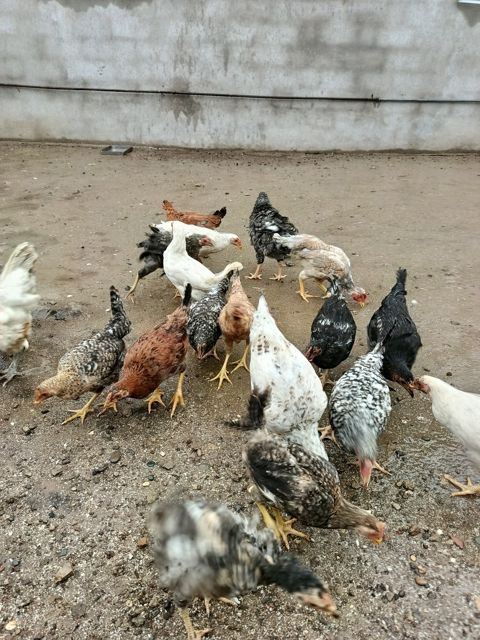 Fərələr — Bakı