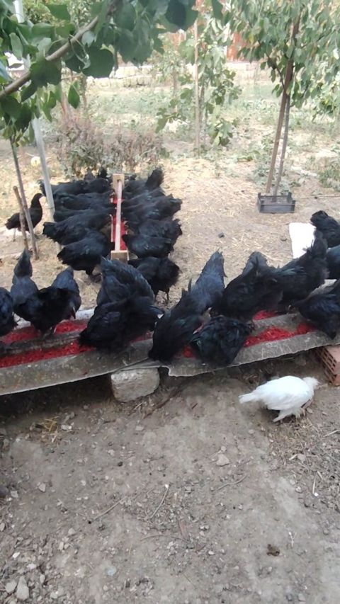 Avstralorp xoruzlar — Bakı
