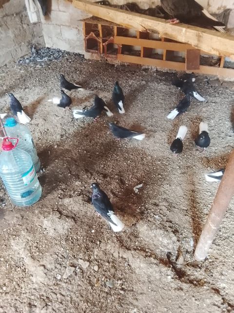 Göyərçinlər — Bakı