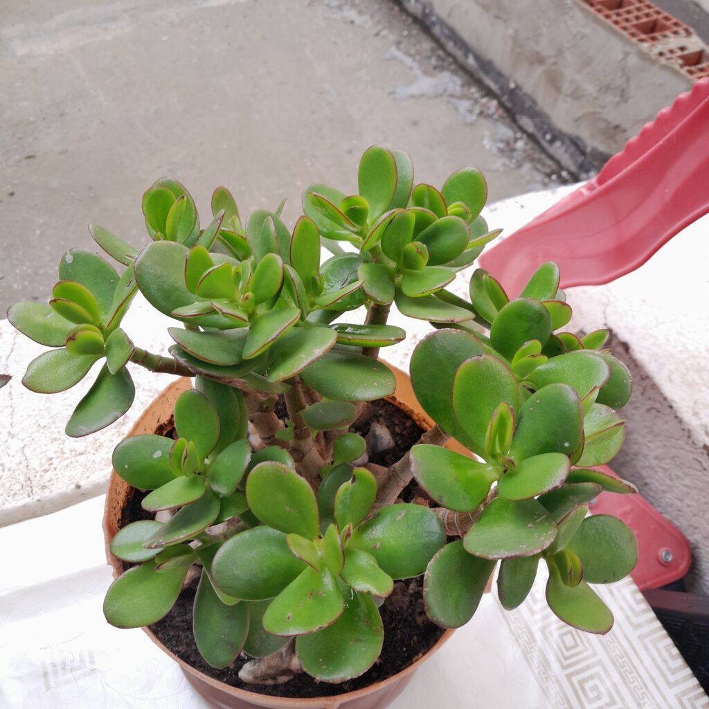 Pul ağacı (Crassula ovata) – saksıda, çoxbudaq, ətli yarpaqlı — Qapı bitkələri, Xırdalan (2)
