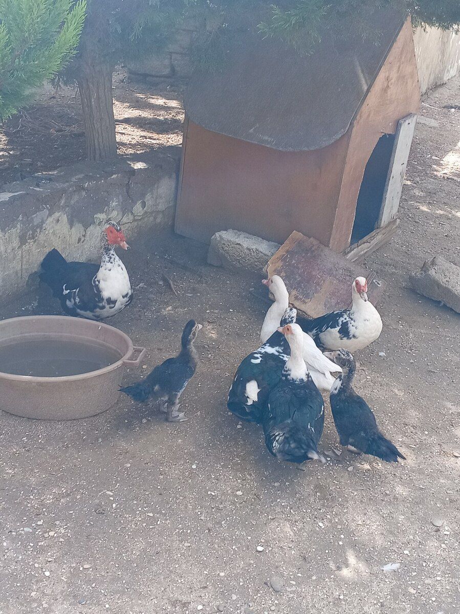 Ördəklər — Quşlar, Bakı (6)