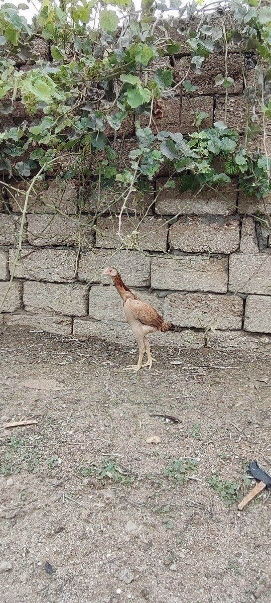 Heyratı xoruzu — Quşlar, Bakı (9)