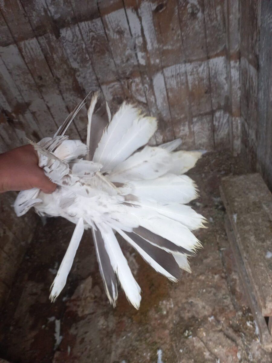 Göyərçinlər — Quşlar, Bakı (3)