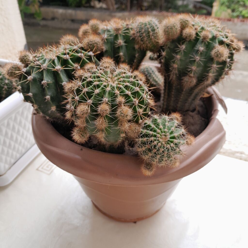 Çoxgövdəli kaktus (Echinopsis/Notocactus tipli) – dibçəkdə - Bitki — Qapı bitkələri, Xırdalan (3)