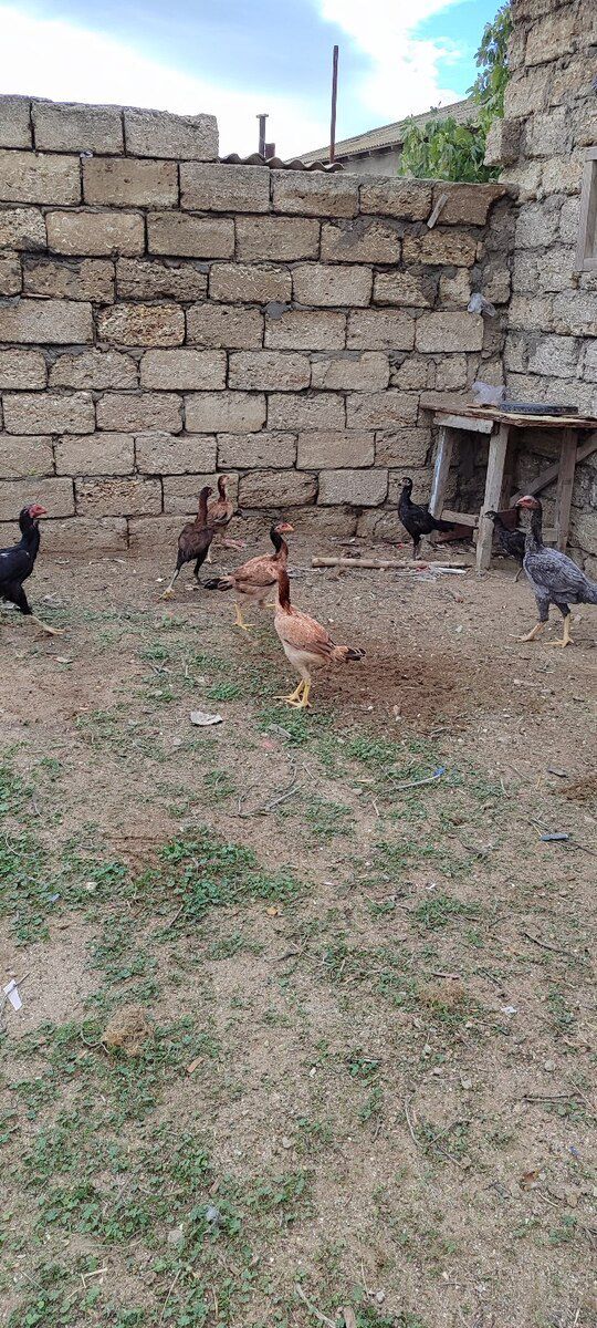 Heyratı xoruzu — Quşlar, Bakı (10)