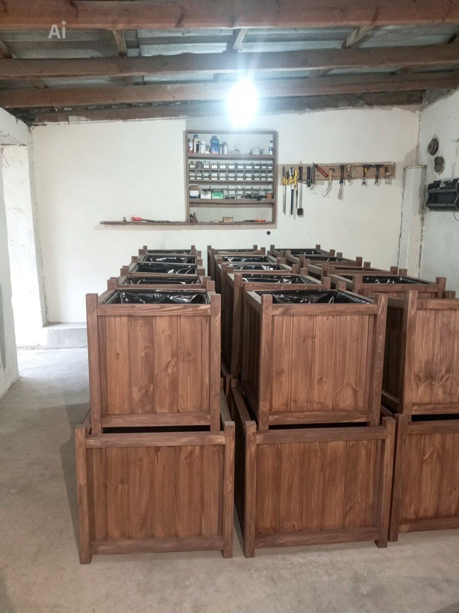 Dibçəklər — Bitkilər, Bakı (6)