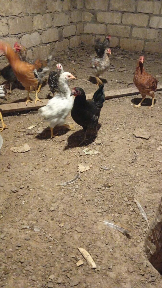 Kənd beçəsi — Quşlar, Gəncə (3)