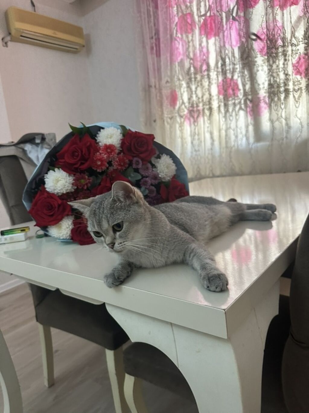 Britan — Pişiklər, Bakı