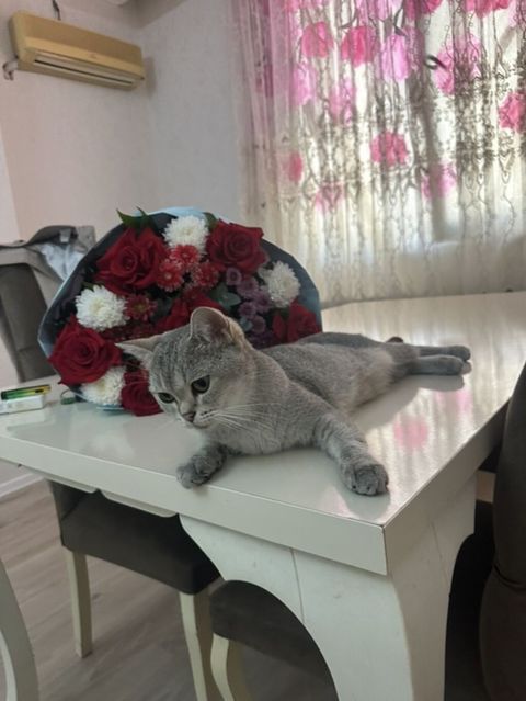Britan — Bakı