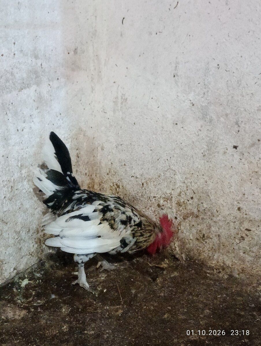 Yaponka xoruzu — Quşlar, Xaçmaz (2)