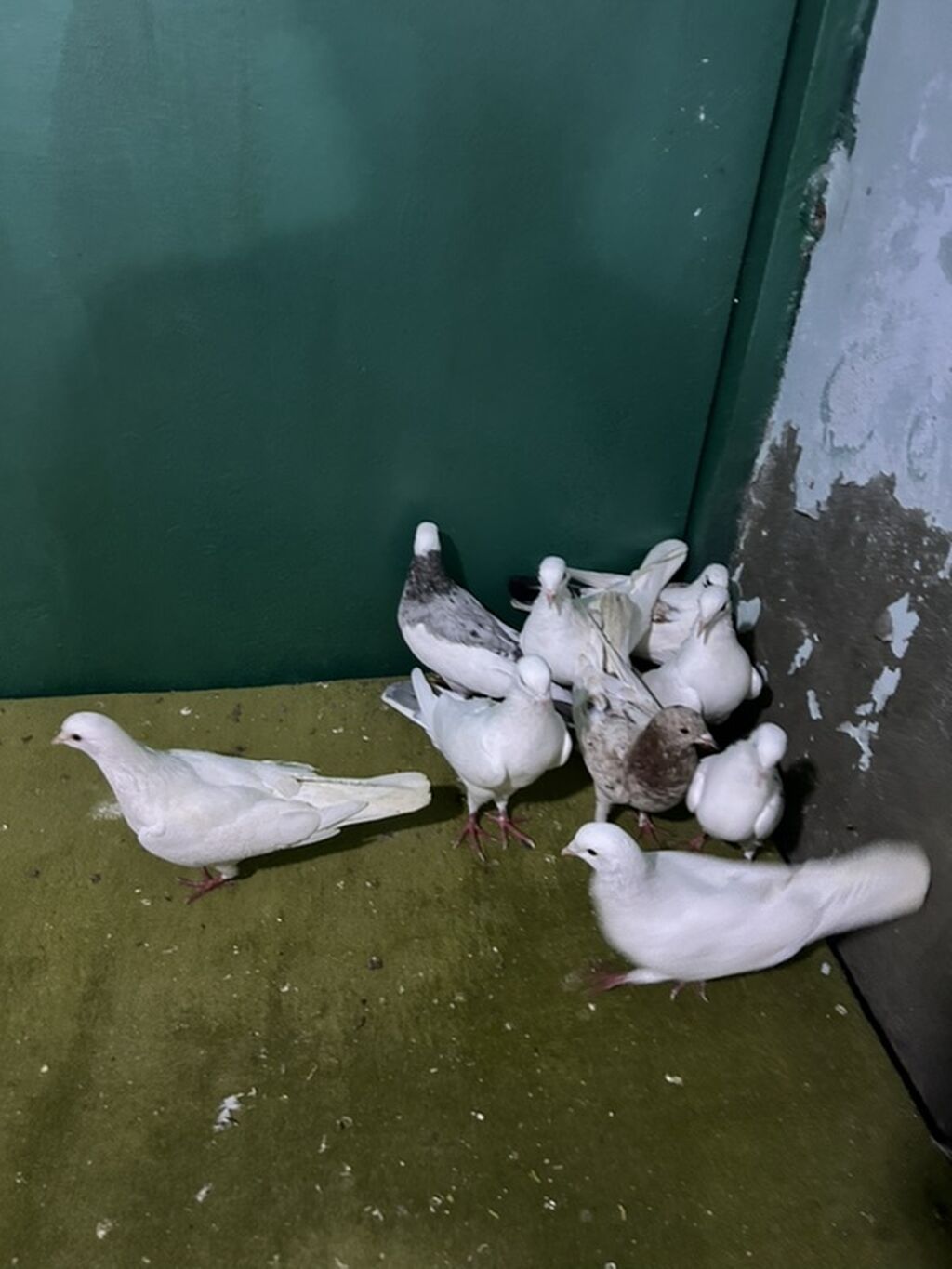 Tutulma quwdardi — Göyərçin, Bakı (7)