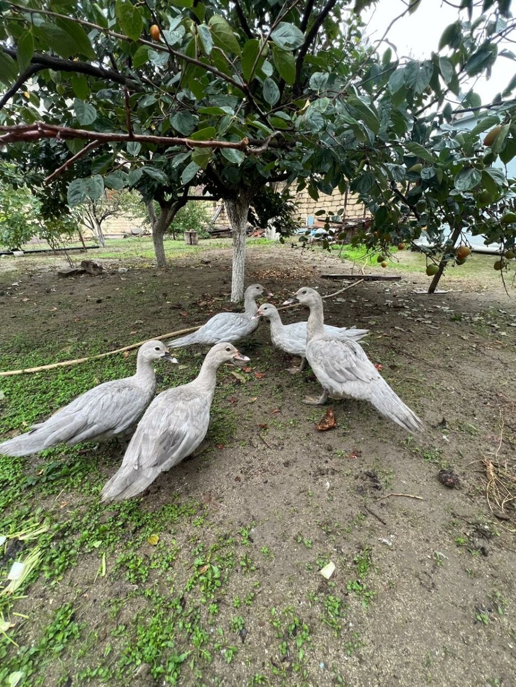 Dişi, Macar, Damazlıq, Ünvandan götürmə — Digərləri, Novxanı (3)