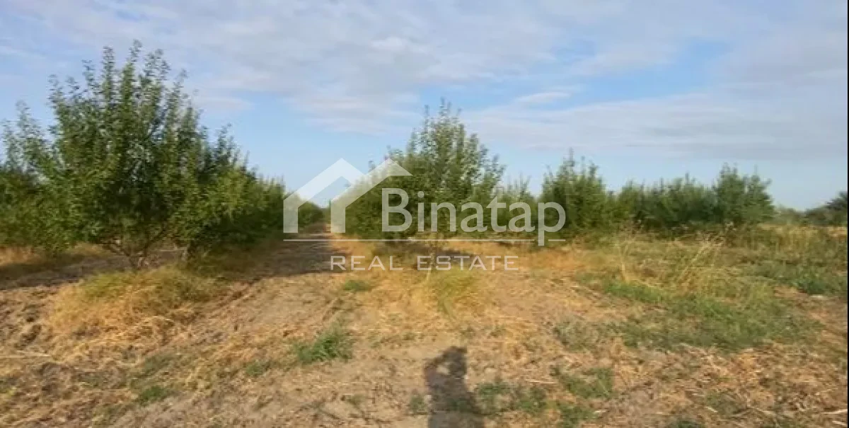 Satılır torpaq 412 sot, Şabran rayonu — Torpaq, Bakı (4)