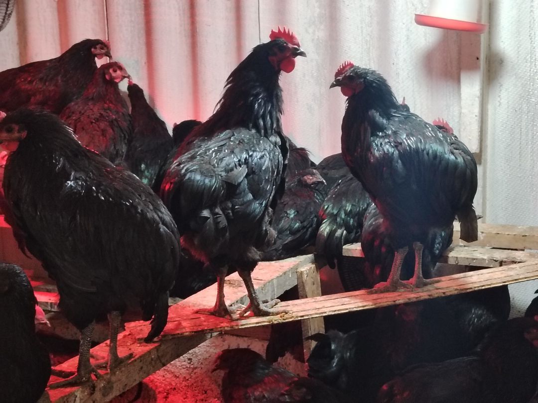 Avstralorp xoruzlar — Quşlar, Bakı (2)