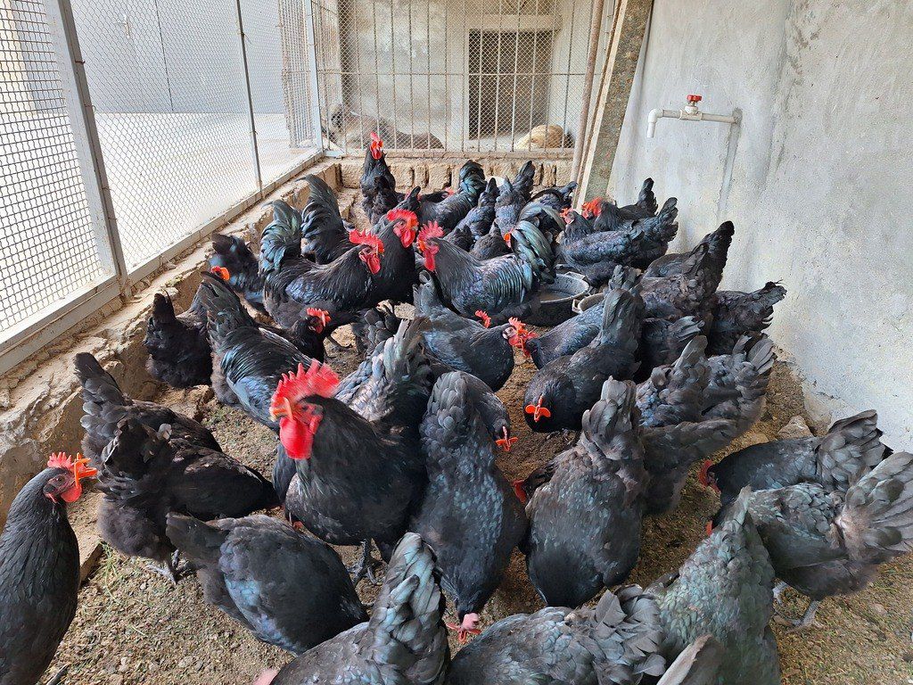 Mayalı avstralorp toyuğu yumurtası — Quşlar, Bakı (7)