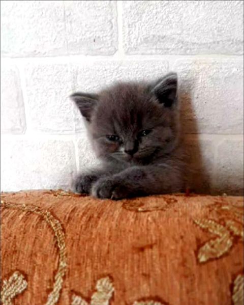 Шотландский котёнок — Bakı