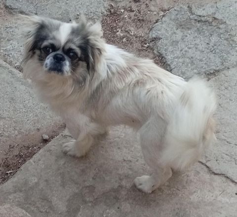 Pekines balası — 75 ₼ · Bakı · Köpəklər Pekines balası — Bakı