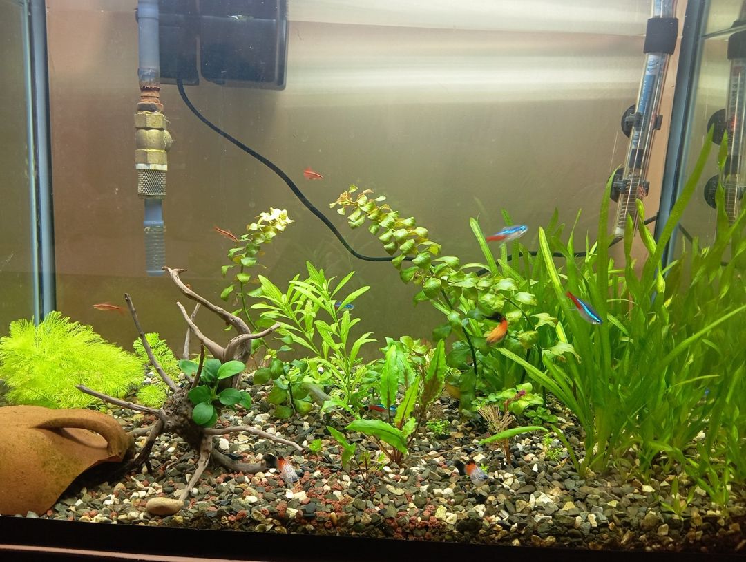 Bitkili akvarium — Akvariumlar və balıqlar, Bakı (2)