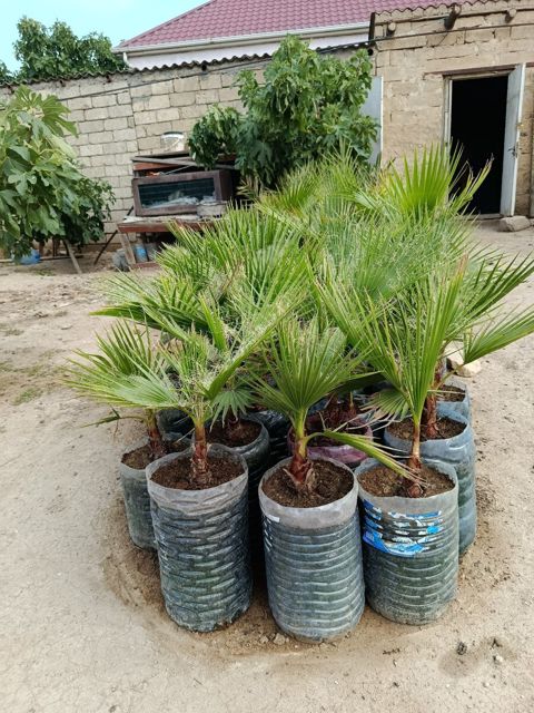Palma ağacı — Bakı