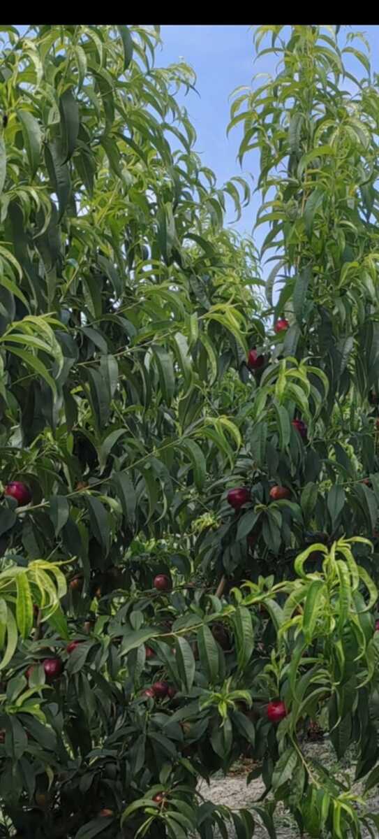 1.65 sot torpaq sahəsi, Xaçmaz r — Torpaq, Xaçmaz (2)