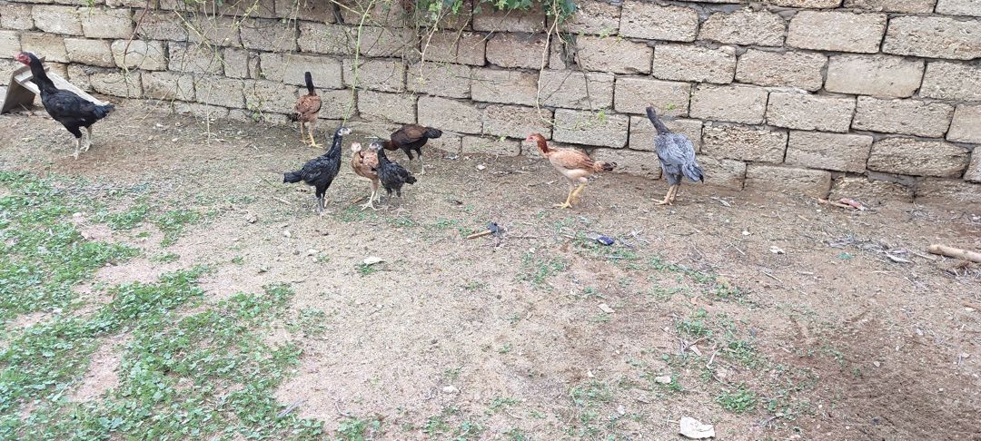 Heyratı xoruzu — Quşlar, Bakı (3)