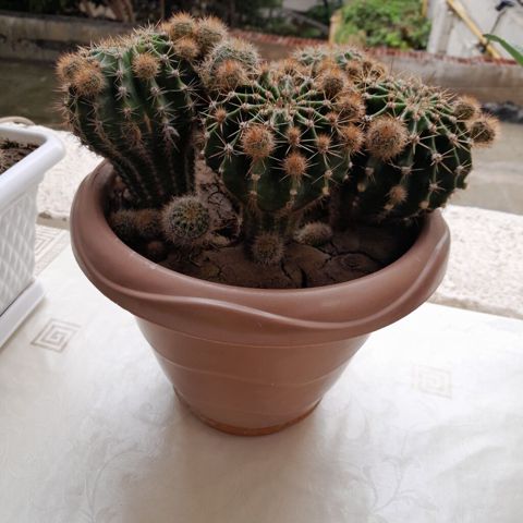 Çoxgövdəli kaktus (Echinopsis/Notocactus tipli) – dibçəkdə - Bitki — 17 ₼ · Xırdalan · Qapı bitkələri Çoxgövdəli kaktus (Echinopsis/Notocactus tipli) – dibçəkdə - Bitki — Xırdalan