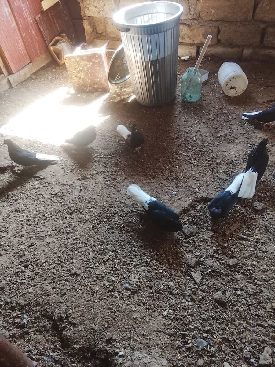 Göyərçinlər — Quşlar, Bakı (5)