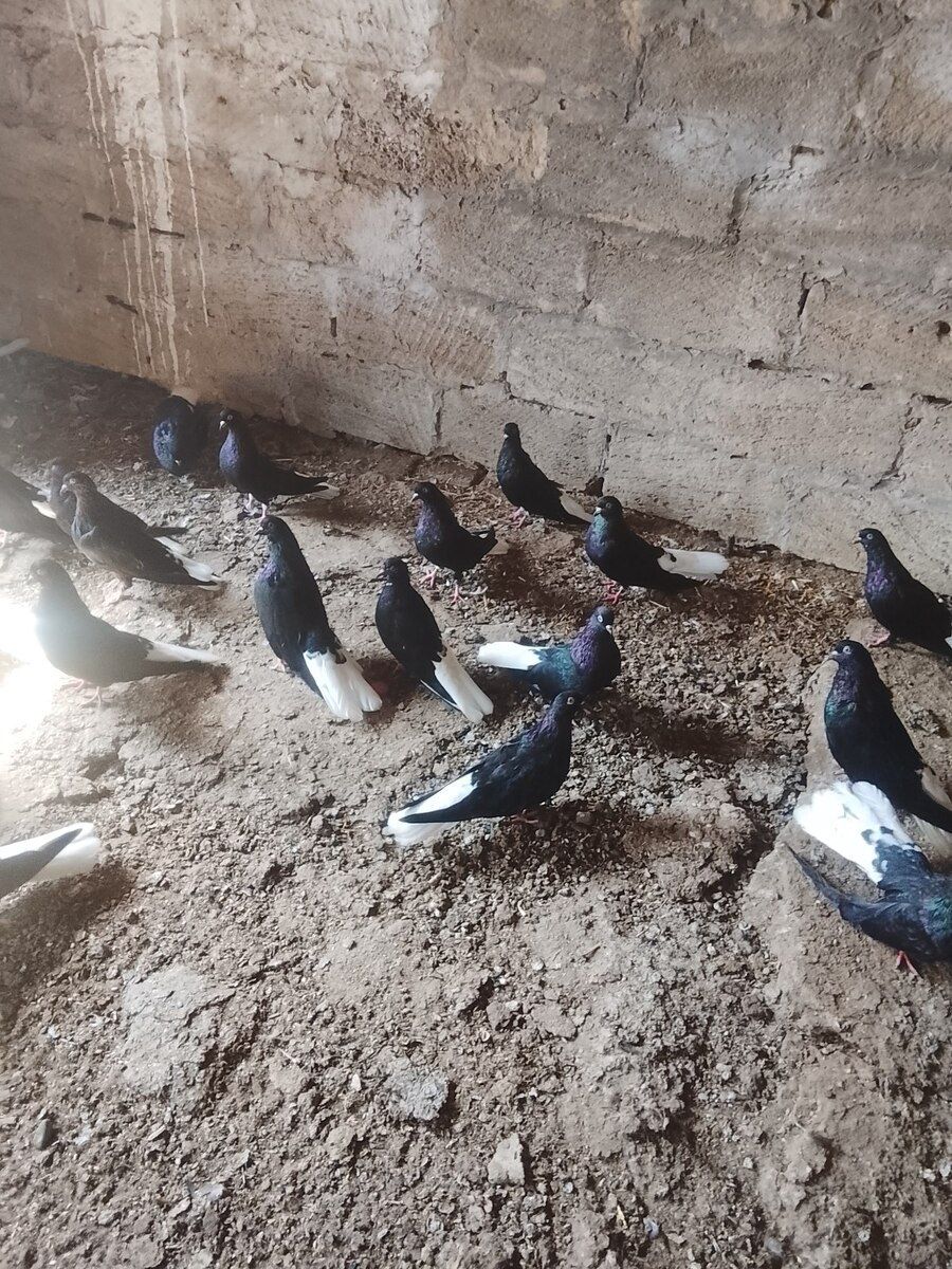 Göyərçinlər — Quşlar, Bakı (3)