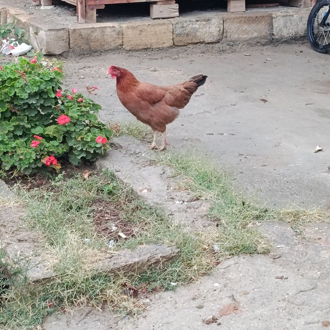 Toyuqlar — Quşlar, Sumqayıt (4)