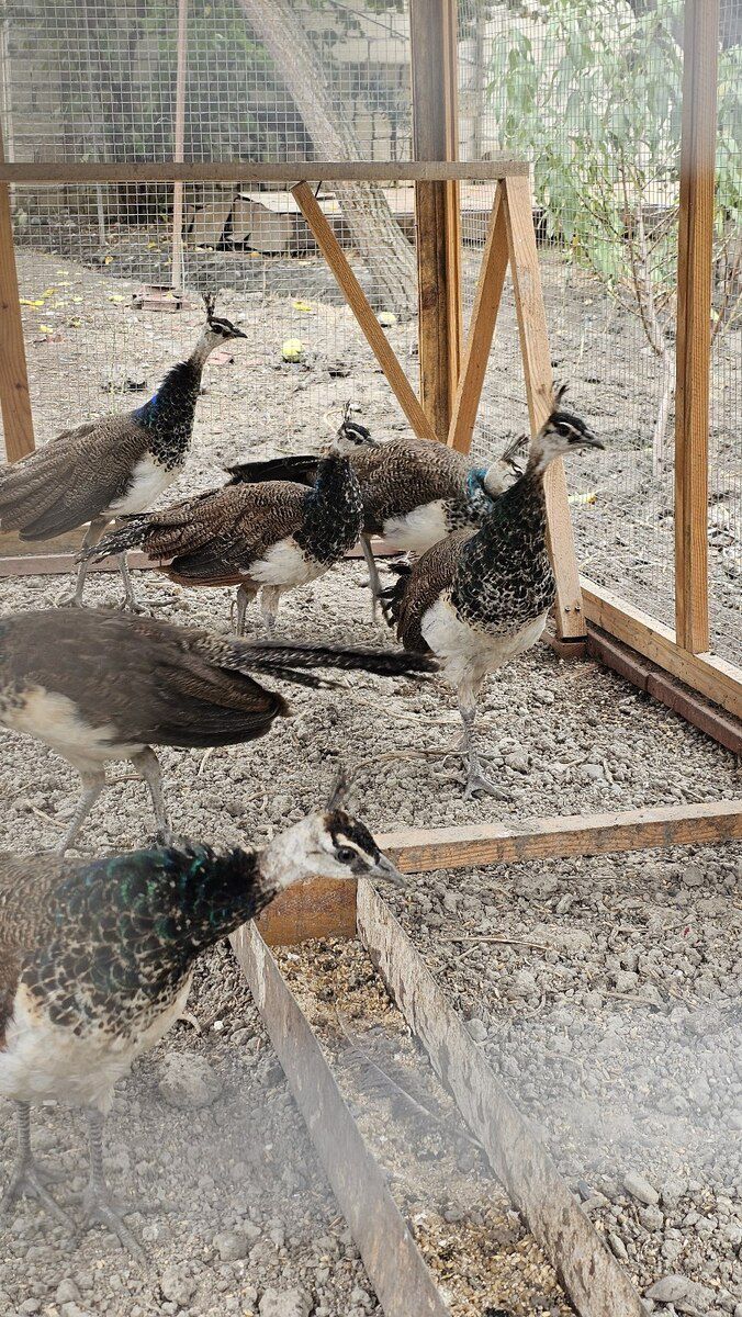 Tovuz quşu — Quşlar, Salyan (6)