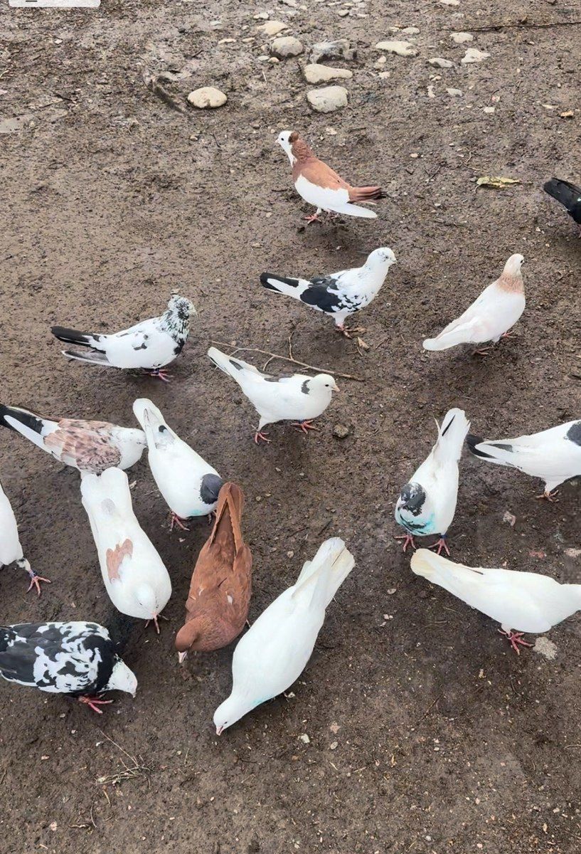 Göyərçinlər — Quşlar, Masallı (2)