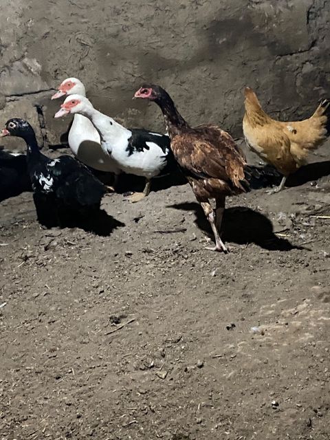 Heyratı fərəsi — 40 ₼ · Masallı · Quşlar Heyratı fərəsi — Masallı