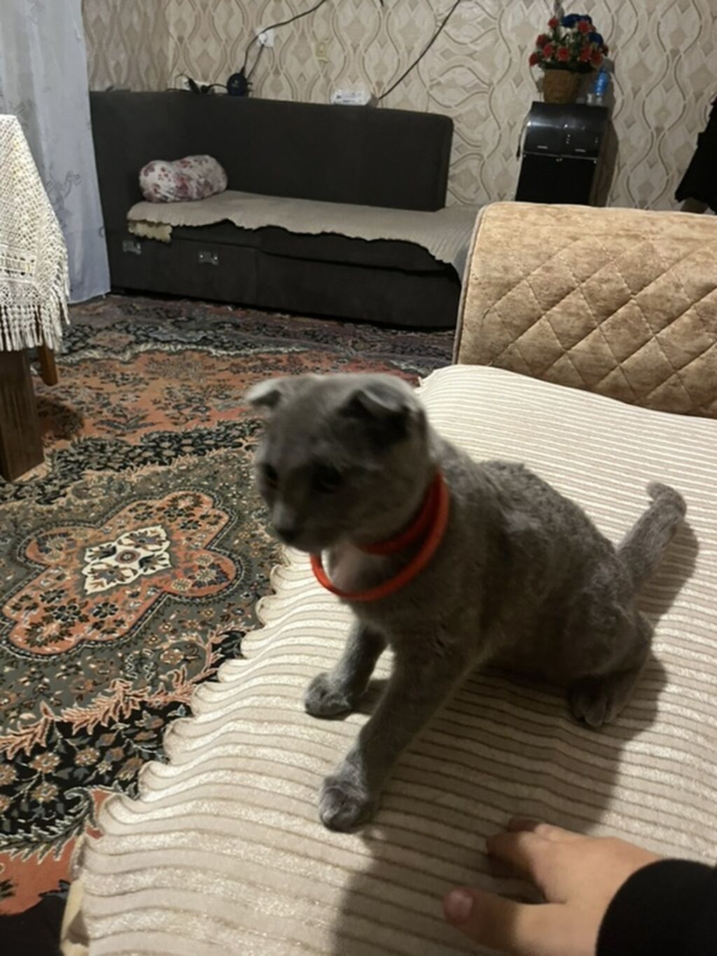 Şotland, Dişi, Yaxşı əllərə, Ünvandan götürmə — Pişiklər, Bakı (4)