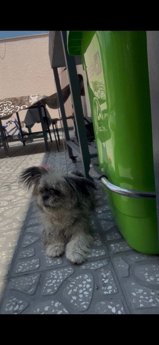 Pekines — Köpəklər, Bakı (5)
