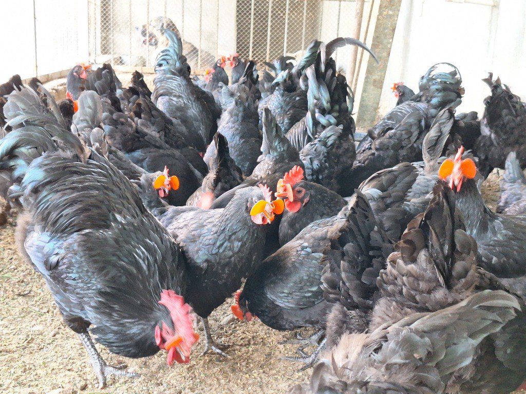 Mayalı avstralorp toyuğu yumurtası — Quşlar, Bakı (9)